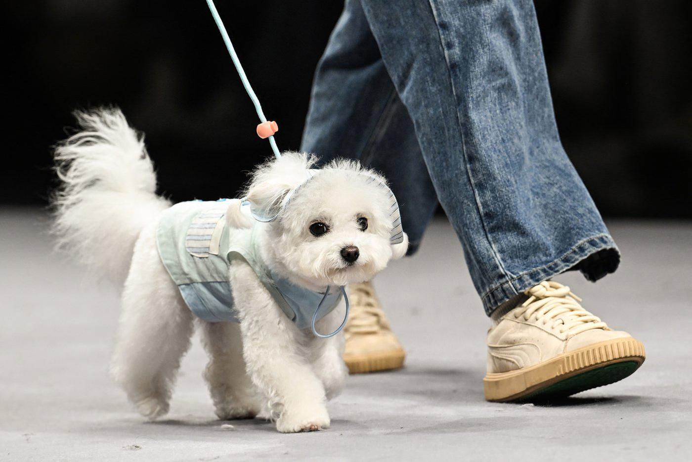 Пушистая красавица в необычной "рубашке".