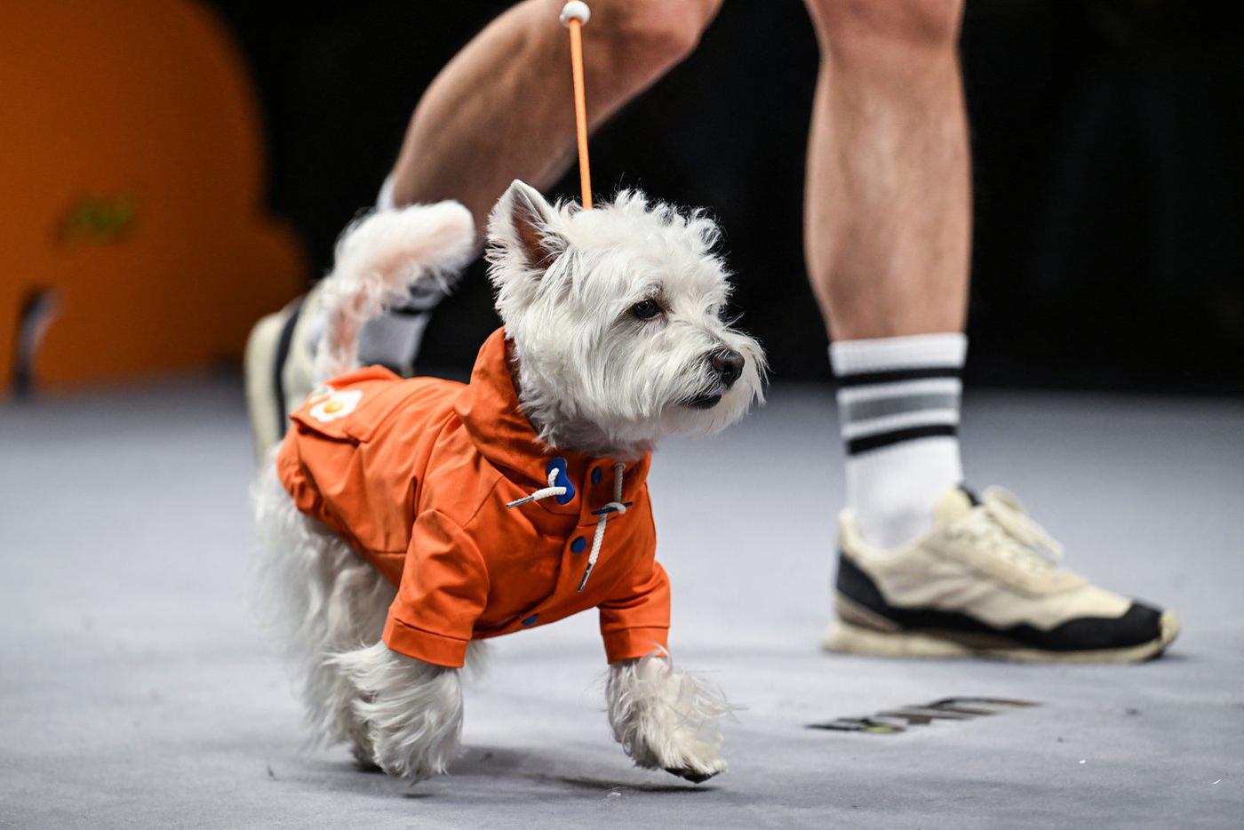 Собачка-модница на показе в Шанхае.