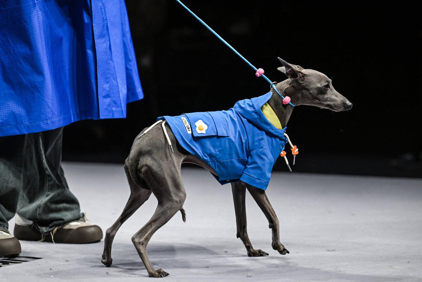 Одна из моделей прижала хвост – волновалась!