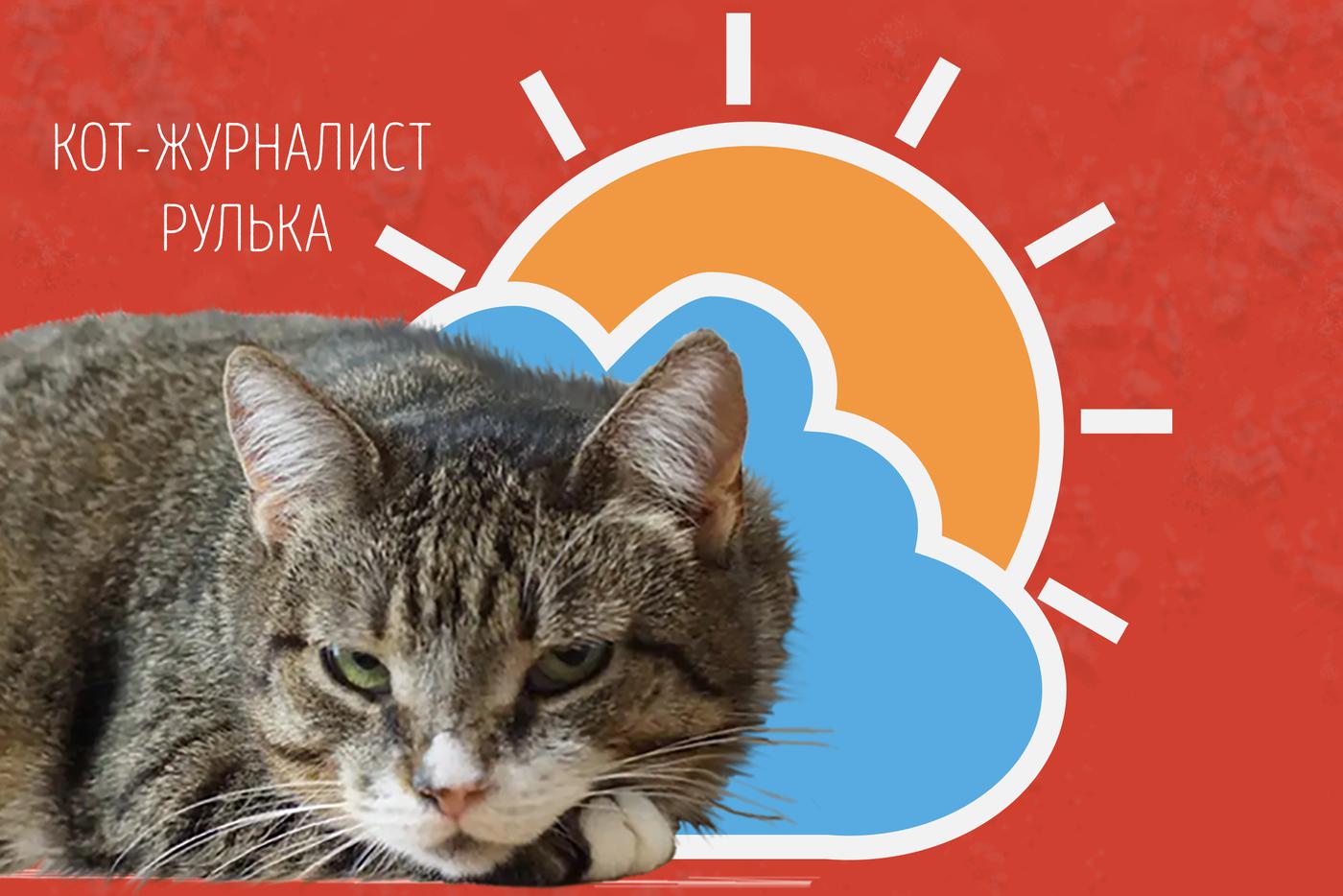 Наши коты-журналисты рассказывают о погоде на выходные: следим за тем, наступит ли погодный рекорд!