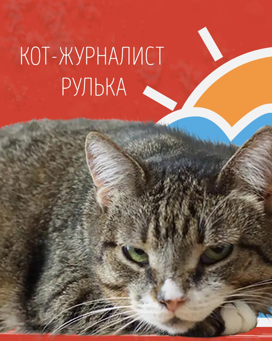 Наши коты-журналисты рассказывают о погоде на выходные: следим за тем, наступит ли погодный рекорд!