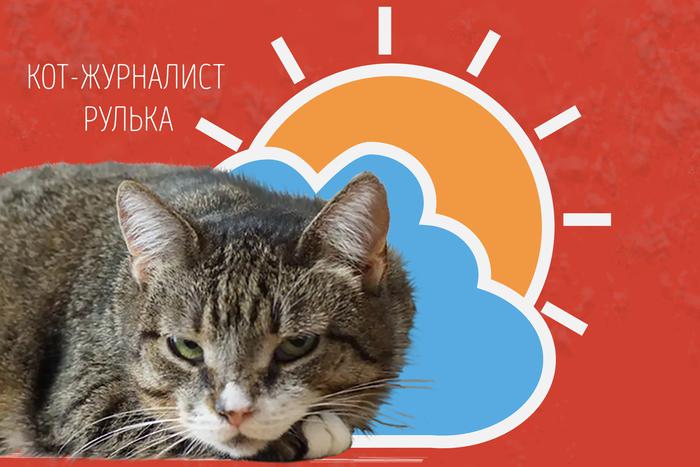 Наши коты-журналисты рассказывают о погоде на выходные: следим за тем, наступит ли погодный рекорд!