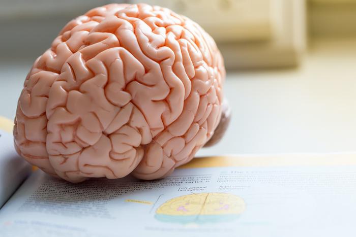 Чем мозг богатого отличается от мозга бедного: всё дело в белом веществе