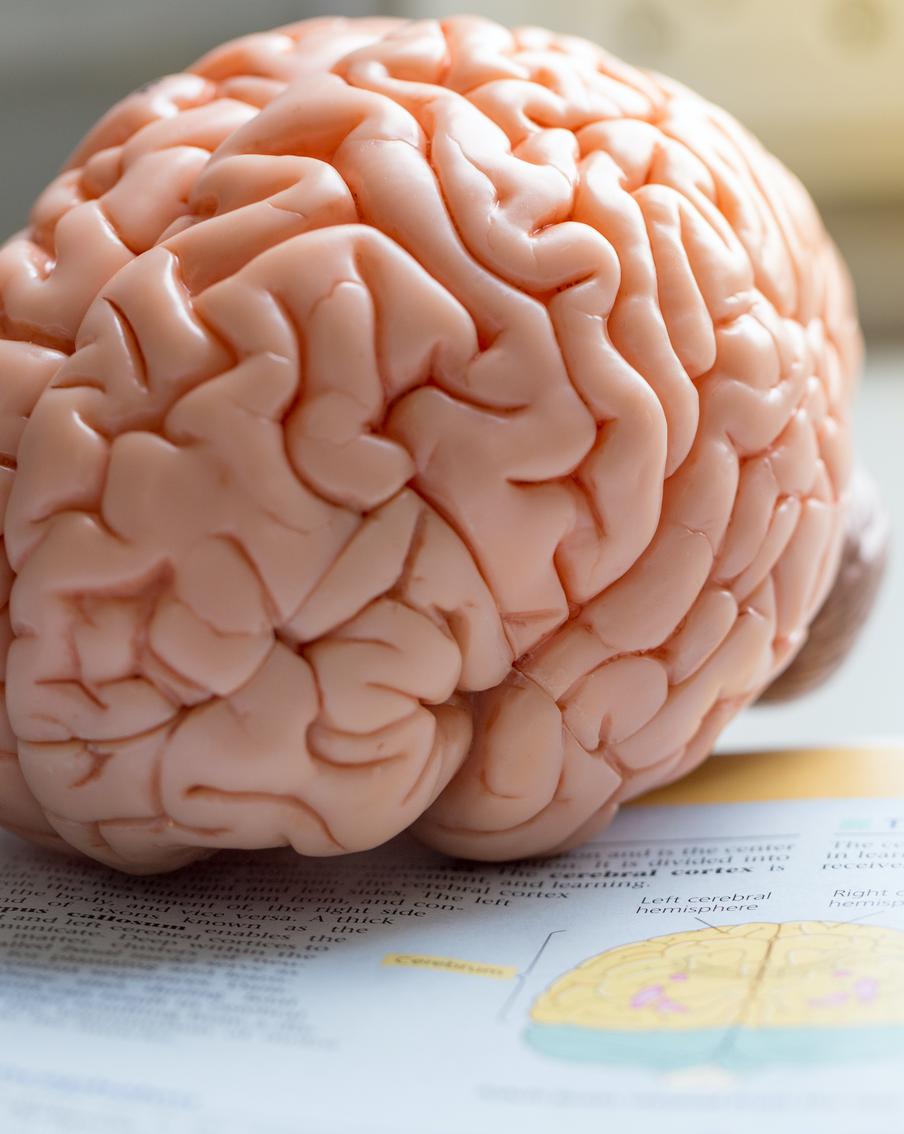 Чем мозг богатого отличается от мозга бедного: всё дело в белом веществе