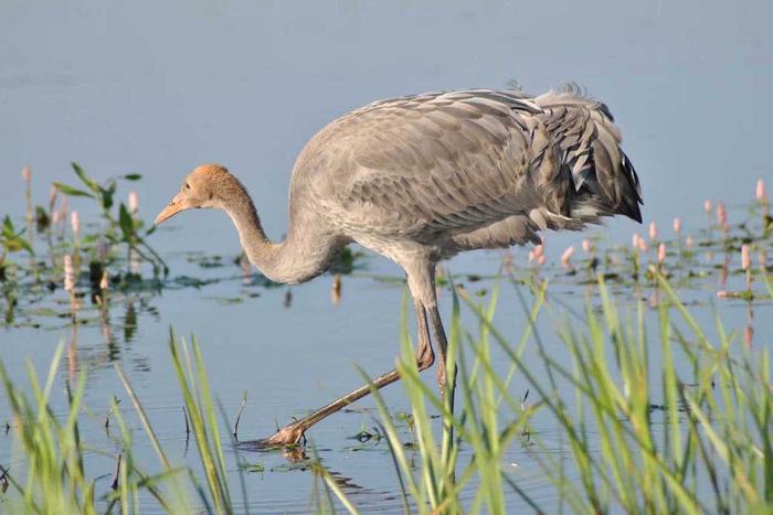 Журавль Гонгор не бросил "жену" ради сомнительных "подруг". В международный День птиц публикуем необычные истории пернатых