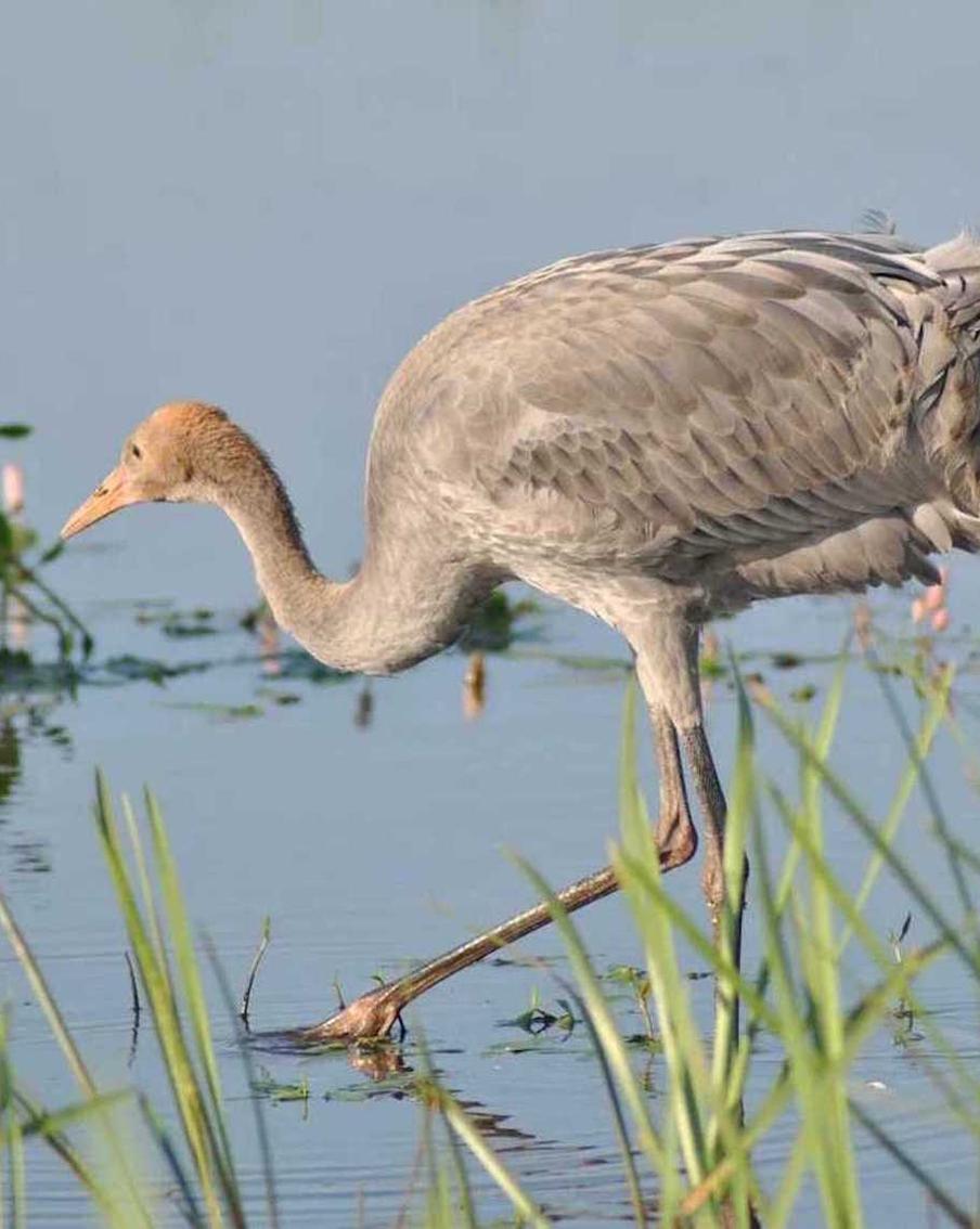 Журавль Гонгор не бросил "жену" ради сомнительных "подруг". В международный День птиц публикуем необычные истории пернатых