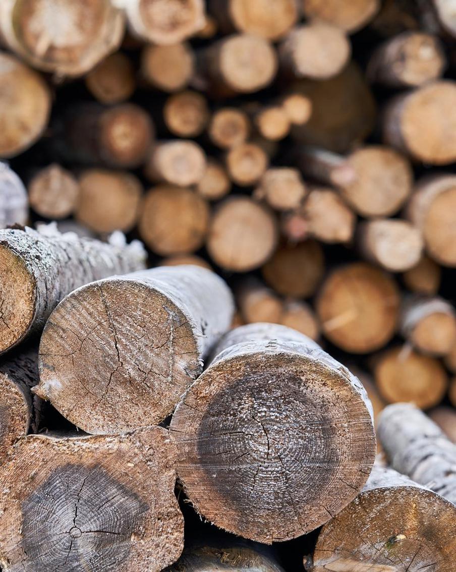 Как российское дерево нашло новое место для роста