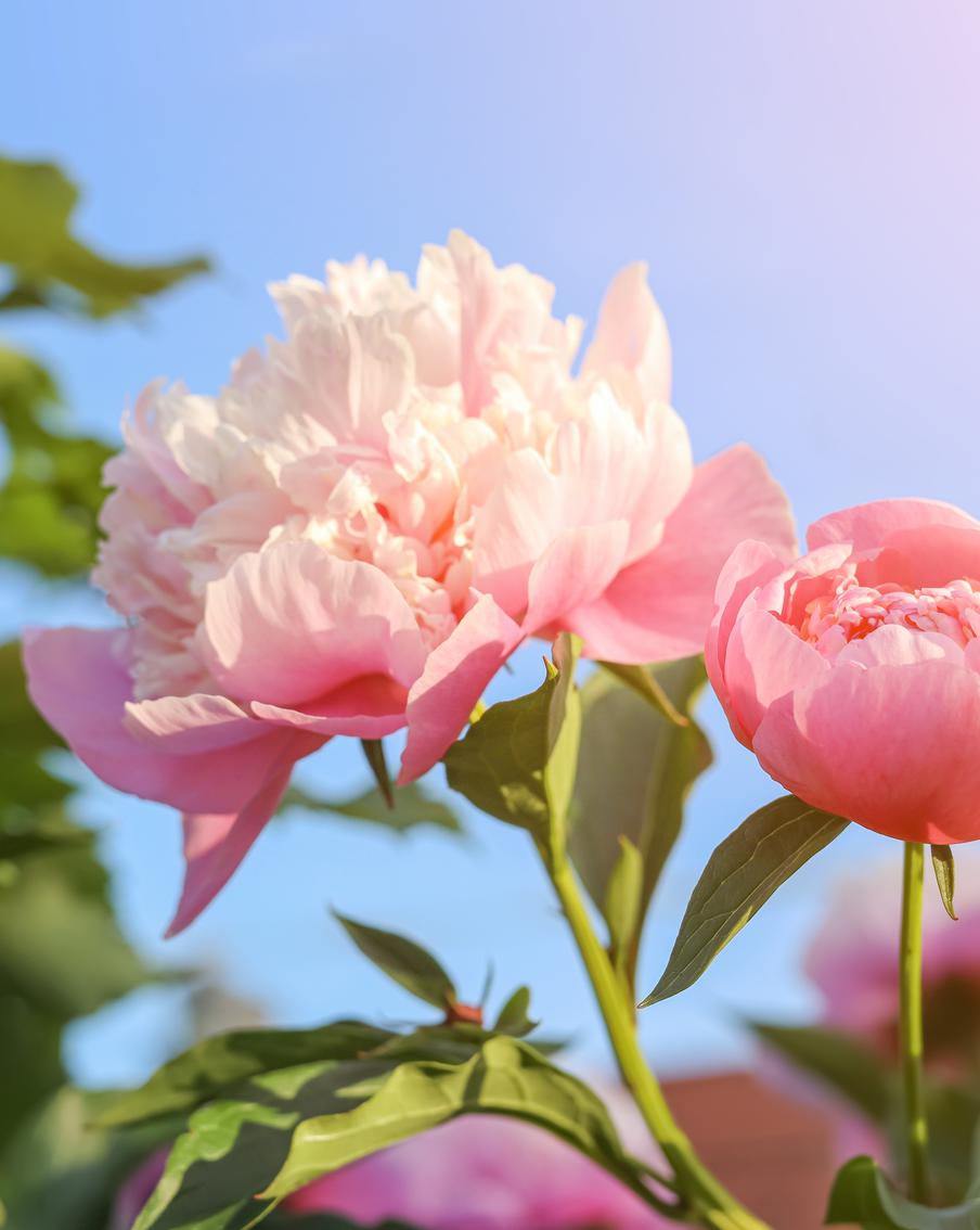 Лучшие многолетники для сада, которые цветут и пахнут