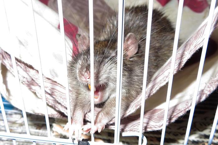 Семья из Москвы разделяет необычное увлечение – спасает серых крыс. Ко Всемирному дню крысы мы поговорили с ними о диких грызунах