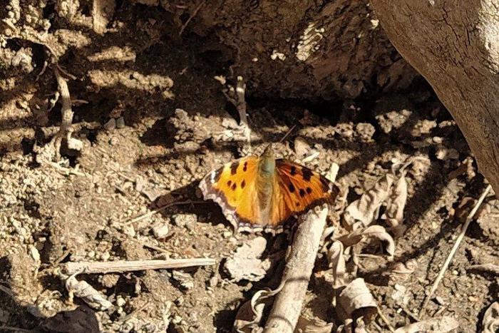 В трещинах старых деревьев в Кусково прятались краснокнижные бабочки