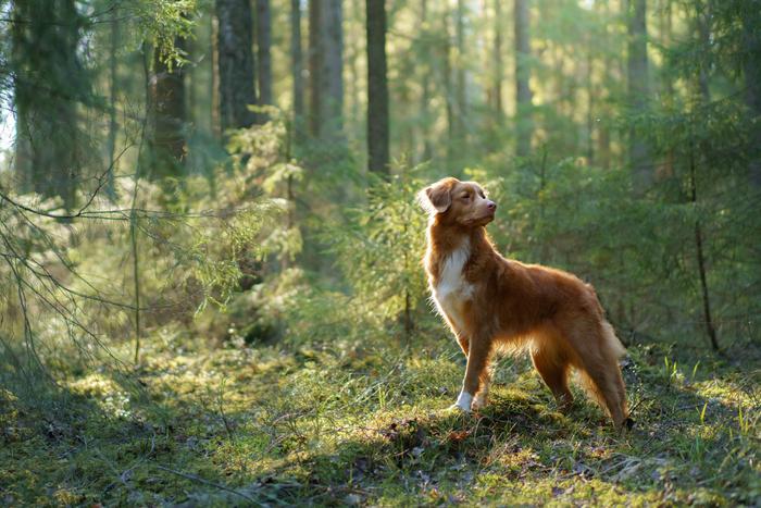 Как обезопасить питомца от клещей и что делать при укусе