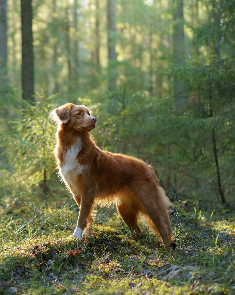 Как обезопасить питомца от клещей и что делать при укусе