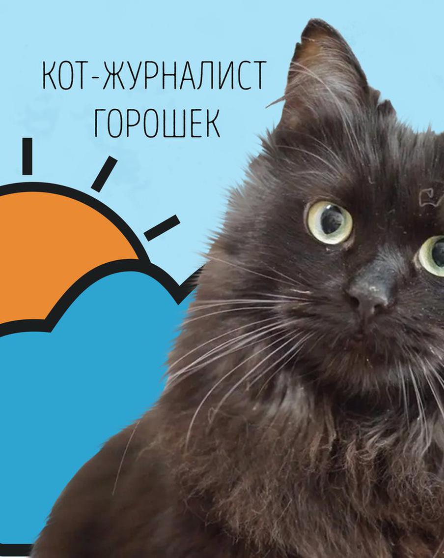 Наши коты-журналисты рассказывают о погоде в Москве на выходных