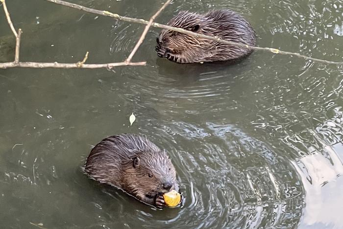 Всемирный день бобра: где этих животных можно встретить в Москве