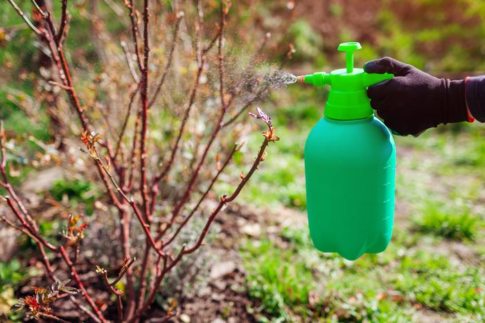 Обрабатываем сад от вредителей и болезней: в какое время, как это делать и какими препаратами