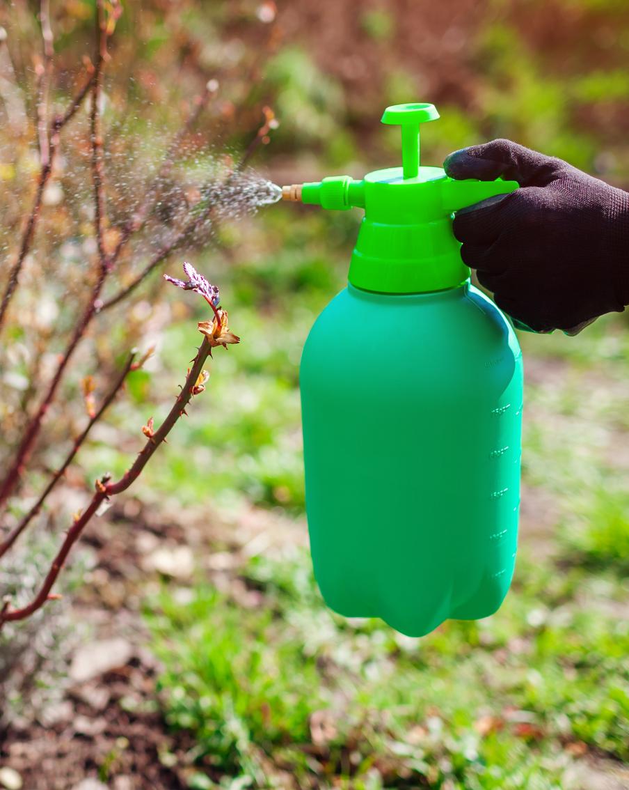 Обрабатываем сад от вредителей и болезней: в какое время, как это делать и какими препаратами