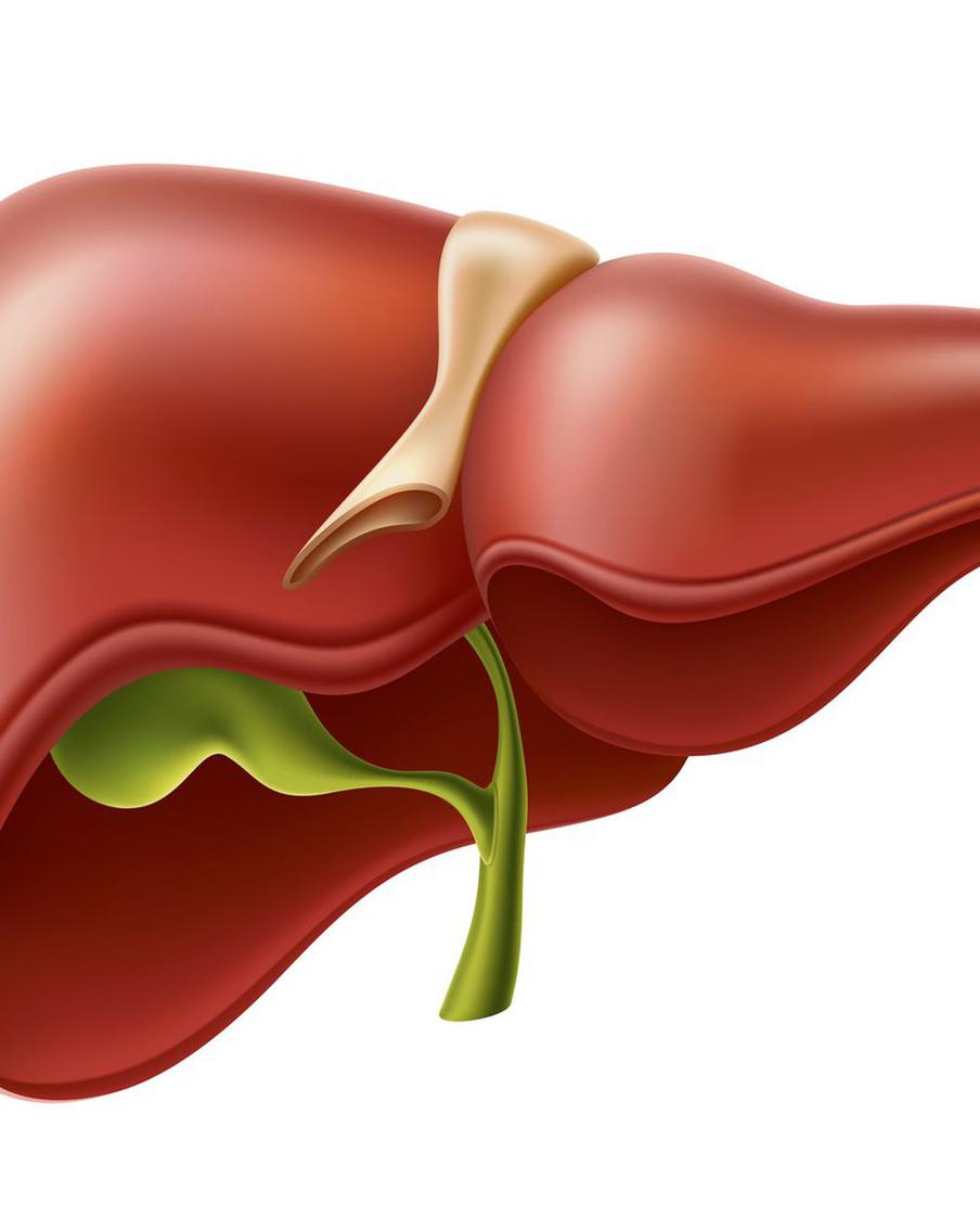Учёные-биотехнологи вырастили печень в человеке. Московский врач оценил научное достижение