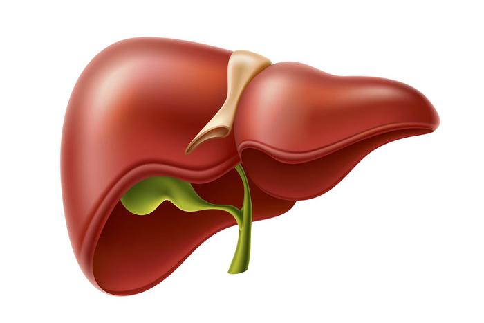Учёные-биотехнологи вырастили печень в человеке. Московский врач оценил научное достижение