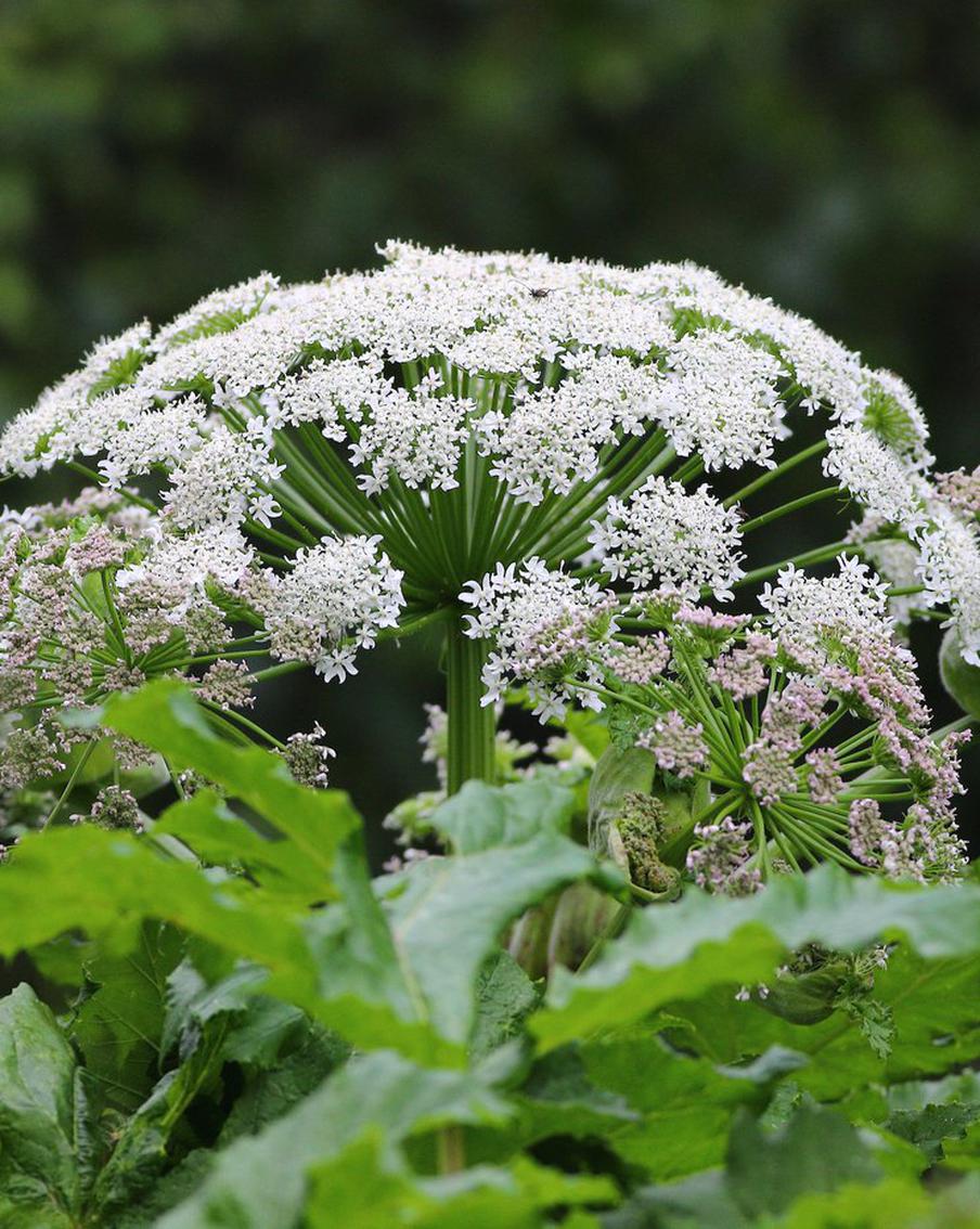 Какие законы стоит знать российскому дачнику, чтобы не нарваться на штраф
