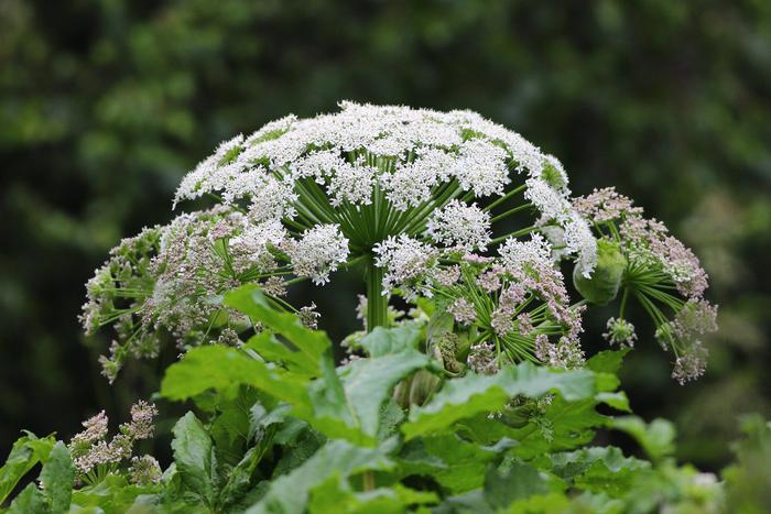 Какие законы стоит знать российскому дачнику, чтобы не нарваться на штраф