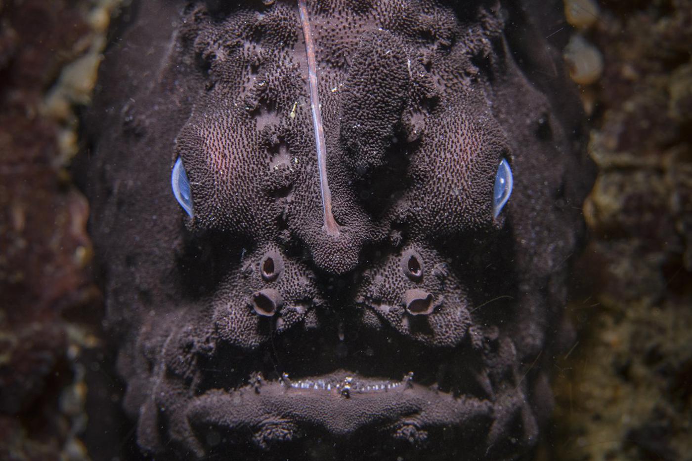 Обворожительный морской чёрт и полосатая мать-героиня попали в объективы фотографов-натуралистов