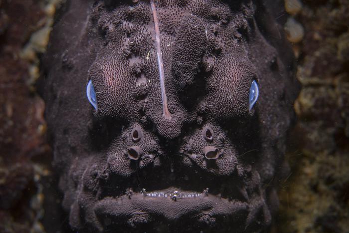 Обворожительный морской чёрт и полосатая мать-героиня попали в объективы фотографов-натуралистов