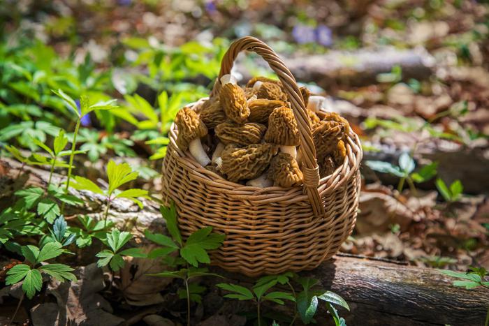 Грибной сезон: где искать съедобные и вкусные весенние грибы