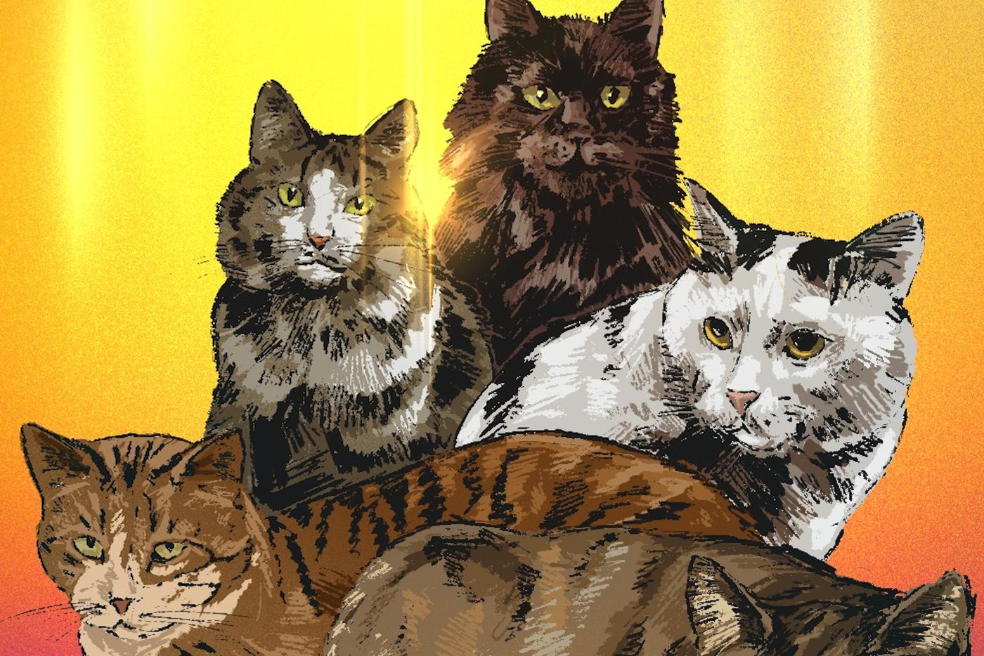 В приюте "Просто Муся" спасают очень разных котиков. А теперь приюту и самому нужна помощь