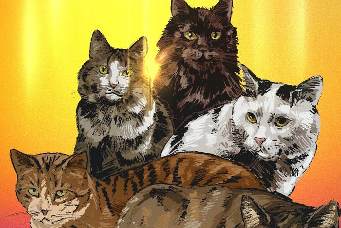 В приюте "Просто Муся" спасают очень разных котиков. А теперь приюту и самому нужна помощь