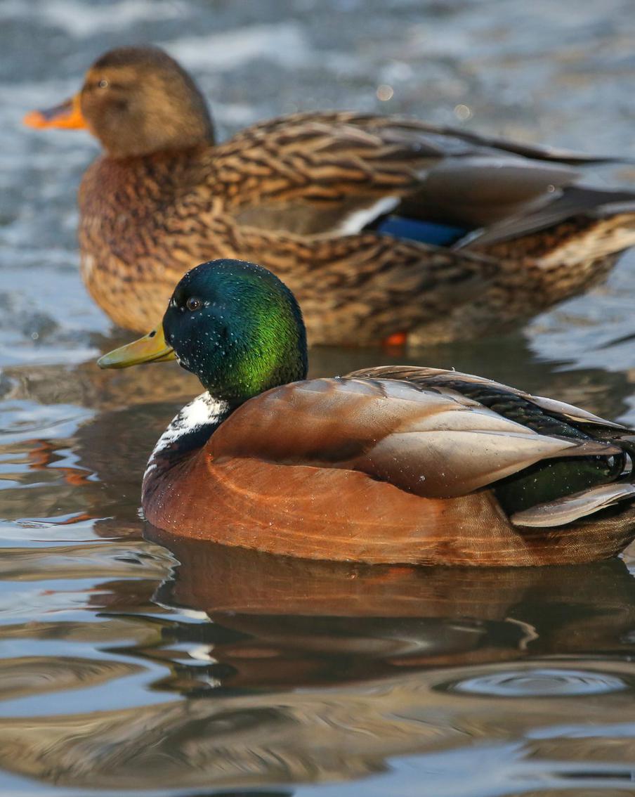 У столичных уток начался сезон гнездования