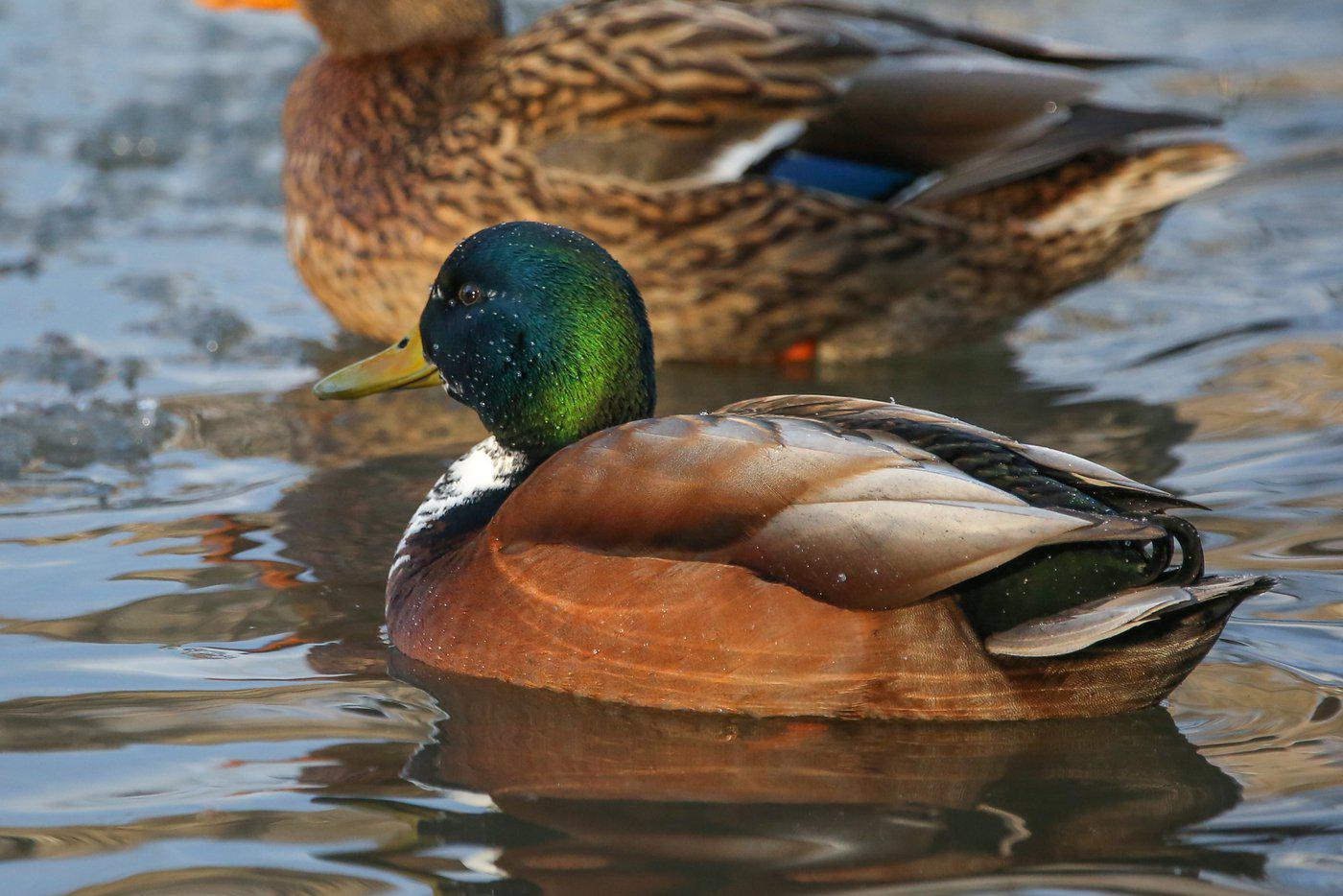 У столичных уток начался сезон гнездования