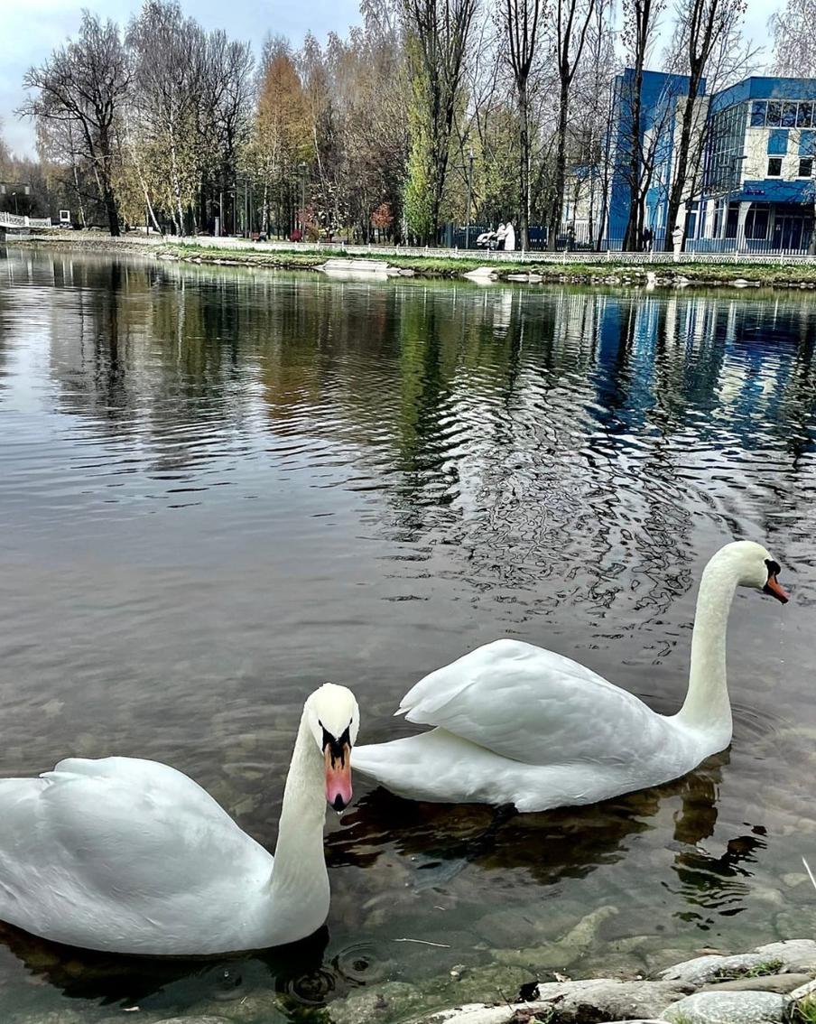 Ромео и Джульетта покорили сердца москвичей: в Лианозовский парк спустя год вернулись лебеди