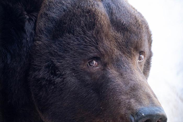 "Гром проснулся через 2,5 месяца": Московский зоопарк рассказывает о пробудившихся животных