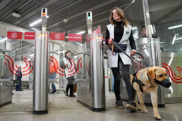 Пройти, подняться, проехаться в метро: как в Москве обучают собак-поводырей