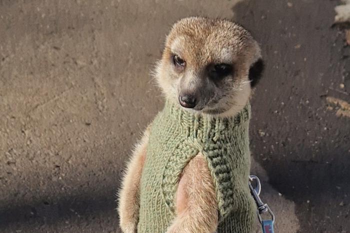 Увидеть суриката в Москве можно не только в зоопарке: на Коломенской улице его выгуливают на поводке