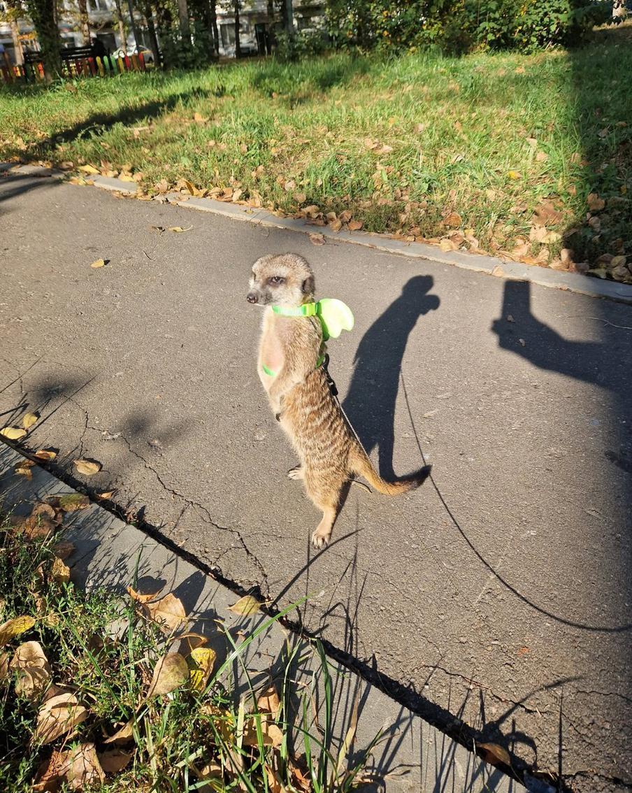 Летом у Кузьми появляются "крылышки"