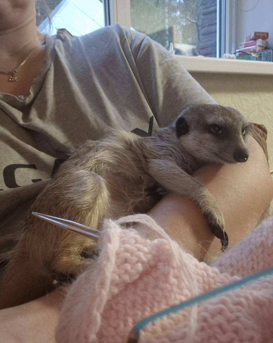 Сурикат нуждается в постоянной заботе и любви