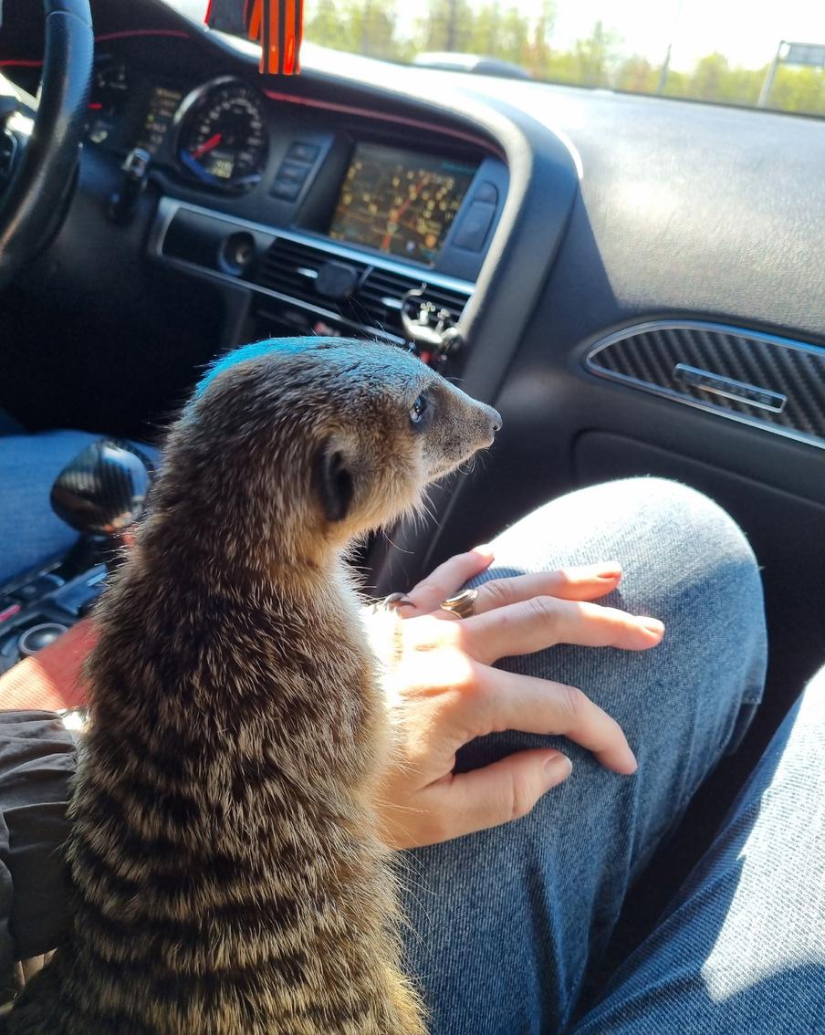 Сурикат любит проводить много времени с хозяевами.