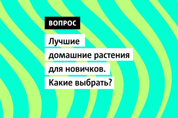 Зелень в доме не только придает ему живую энергию, но и создает уютную атмосферу. Однако, выбор и уход за растениями может показаться непростой задачей для новичков