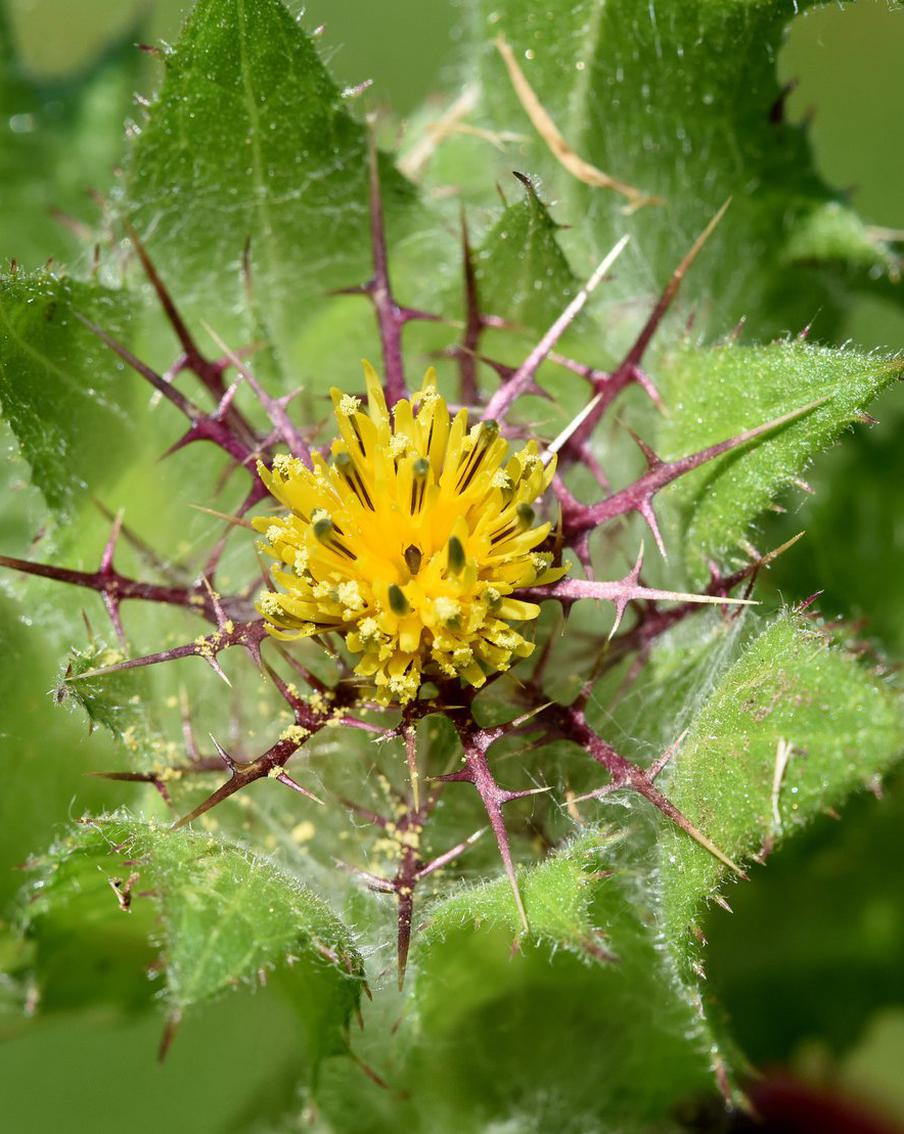 Какие ещё целебные тайны скрывают растения?