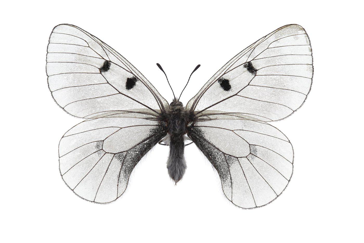 Parnassius mnemosyne (лот лат. "чёрный аполлон").