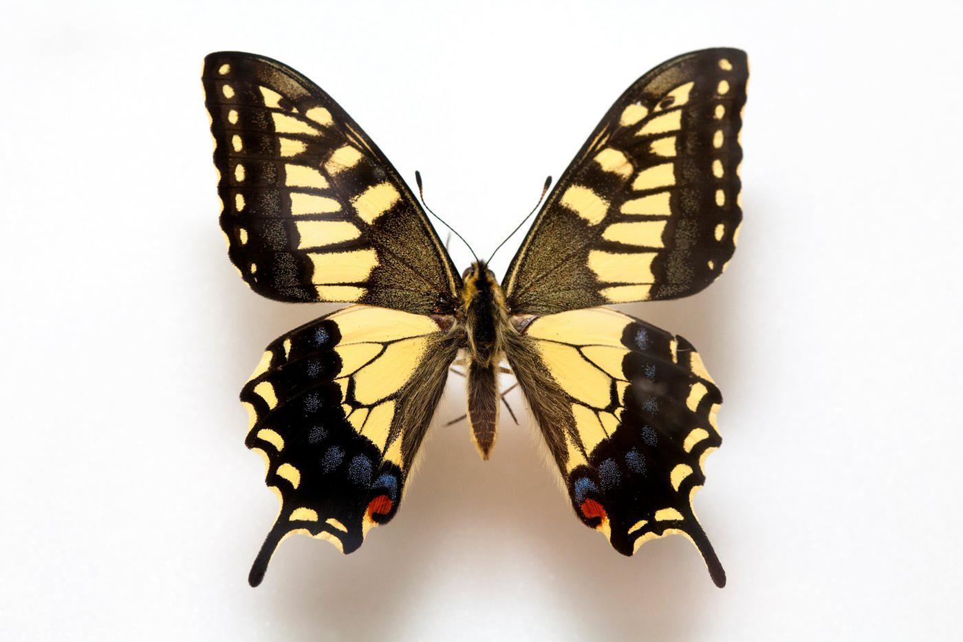 Махаон (лат. Papilio machaon Linnaeus).