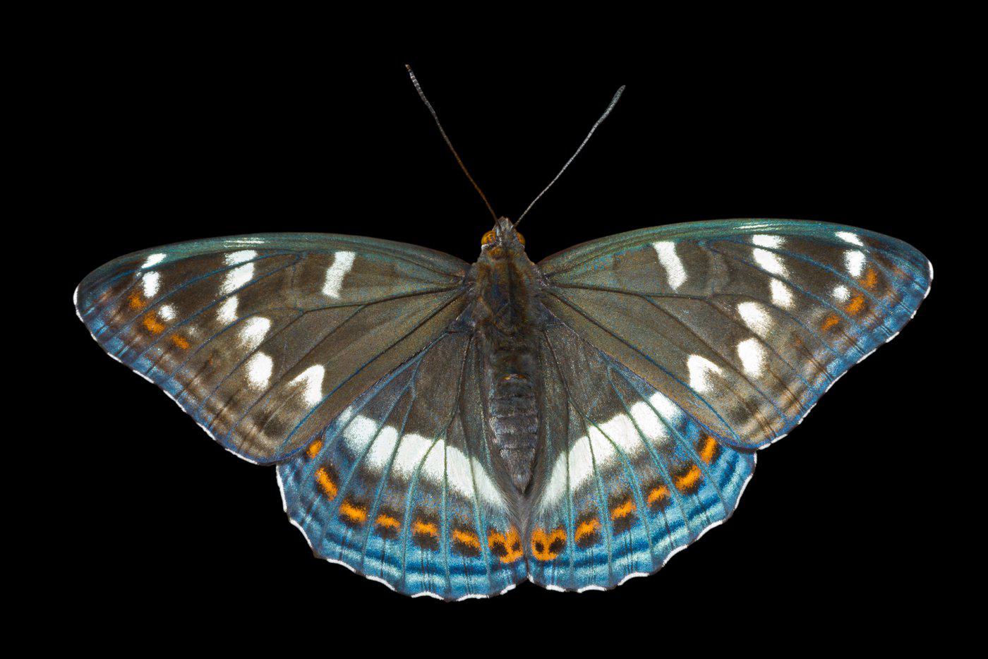 Ленточник тополёвый (лат. Limenitis populi).