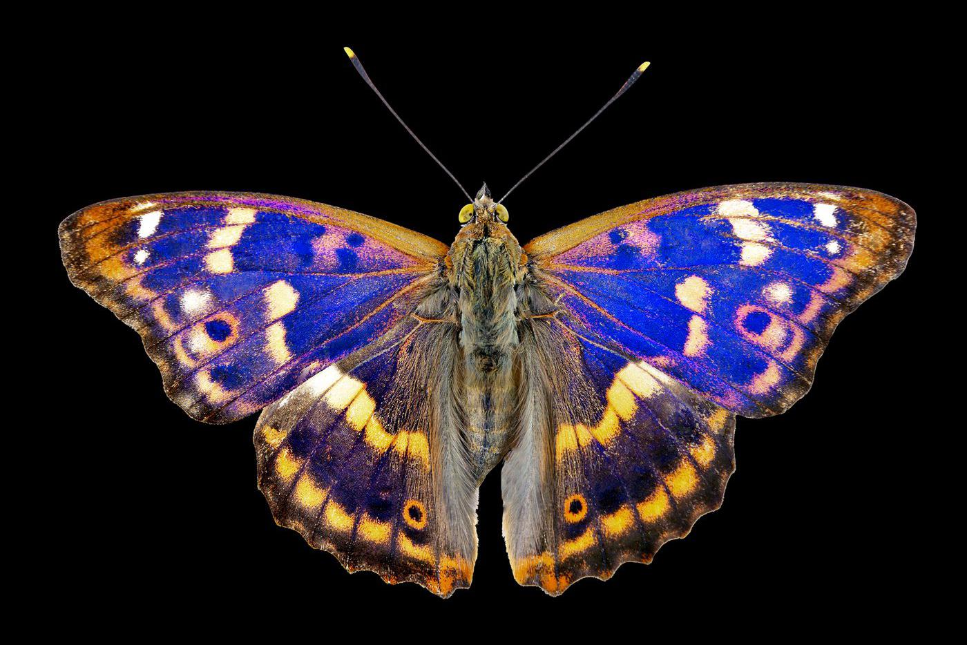 Переливница большая, или ирида (лат. Apatura iris).