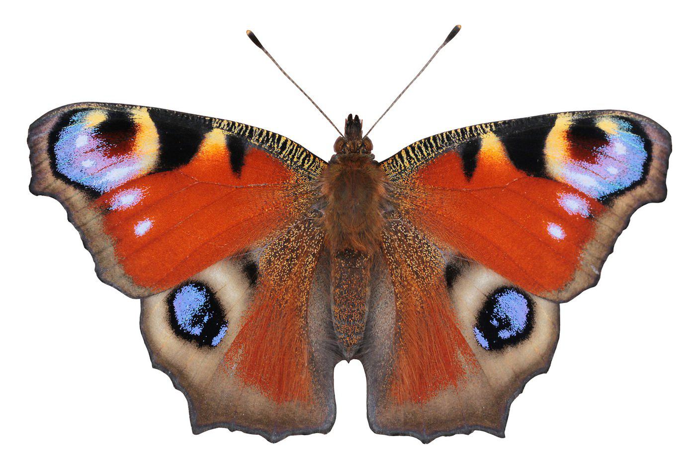 Павлиний глаз (лат. Aglais io).