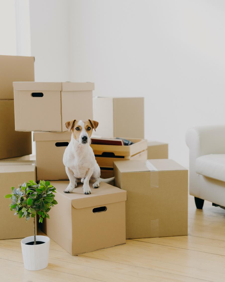 Как подготовить собаку к переезду и сделать это максимально спокойно