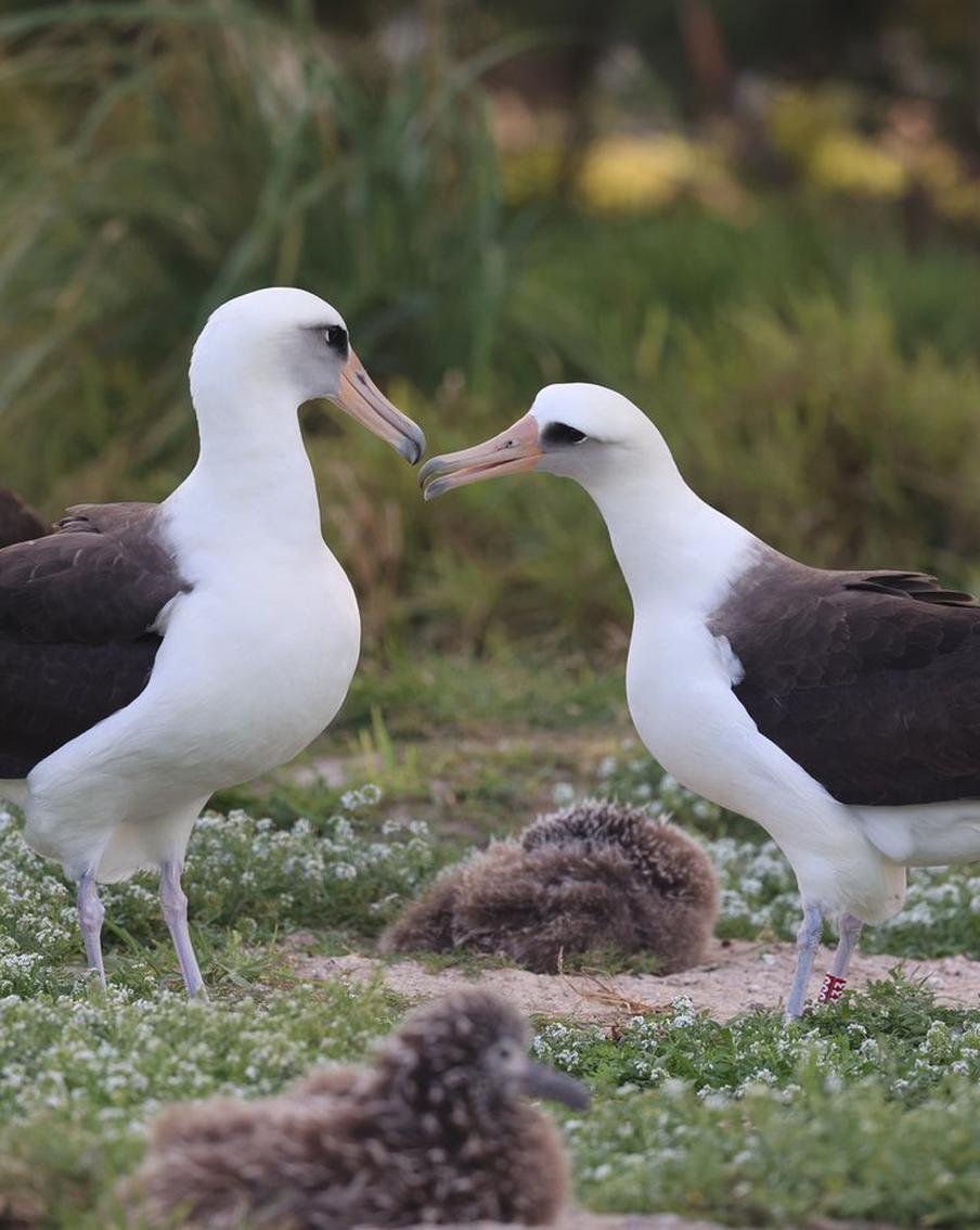 72-летняя самка темноспинного альбатроса флиртует с молодыми птицами после смерти партнёра