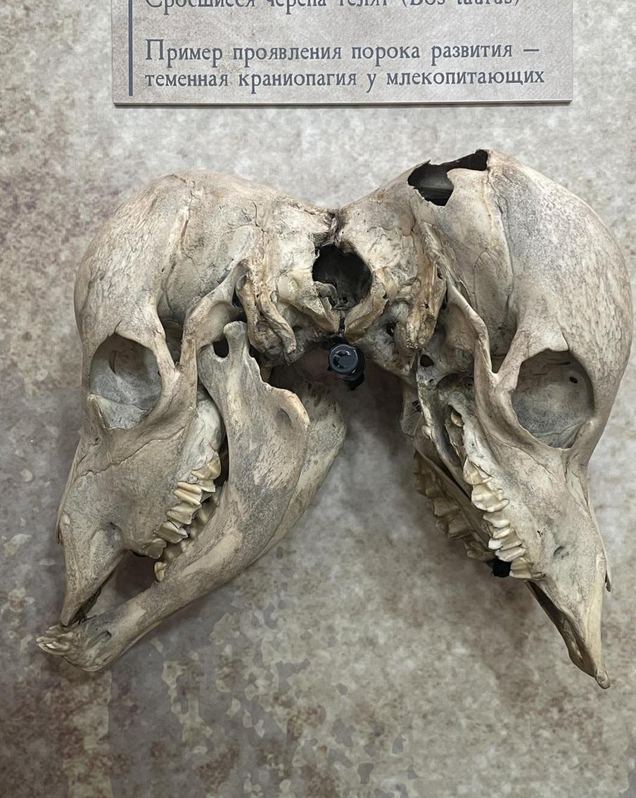 Котёнок-циклоп и пятилапый щенок: на ВДНХ открыли выставку аномалий развития