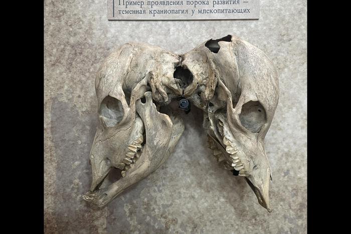 Котёнок-циклоп и пятилапый щенок: на ВДНХ открыли выставку аномалий развития