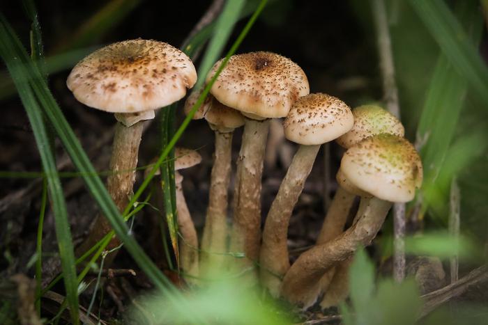 На старт, внимание, марш! Грибная охота началась в столице